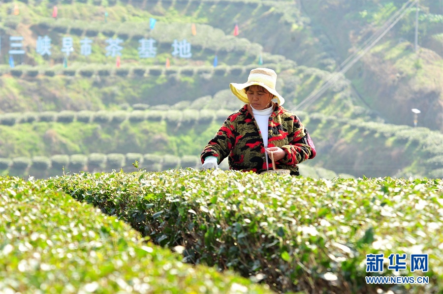 【“飞阅”中国】三峡库区早茶开园