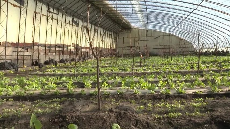 绥化市绥棱县乡村棚室经济“钱”景好 地产果蔬上市早