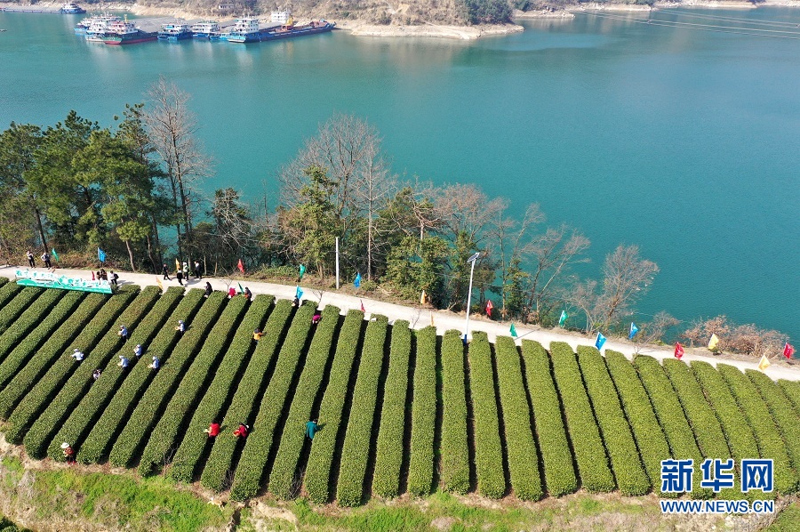 【“飞阅”中国】三峡库区早茶开园