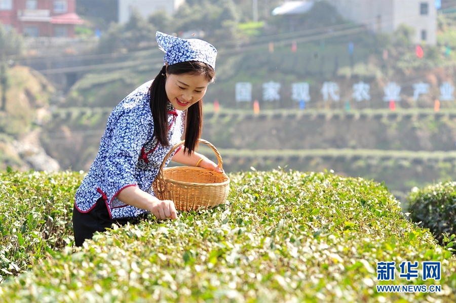 【“飞阅”中国】三峡库区早茶开园