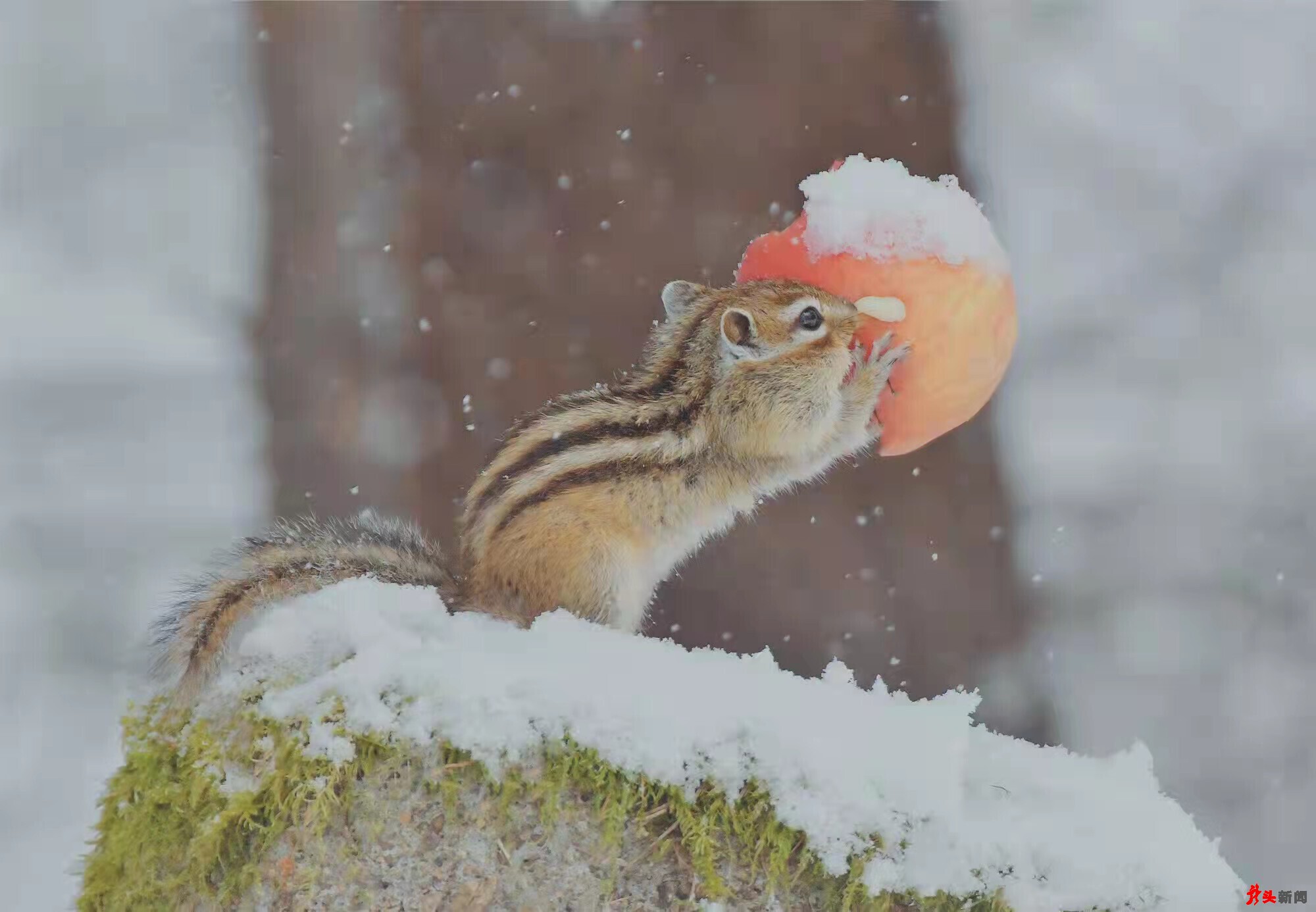 难得一见！花栗鼠林间戏雪