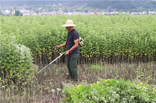 【湖北】【客户稿件】黄冈蕲春3万多个贫困户种艾稳定增收过亿元