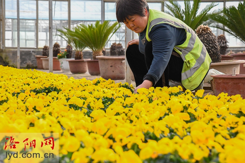 Over 500,000 Pots of Plants Ready for Peony Culture Festival_fororder_图片4