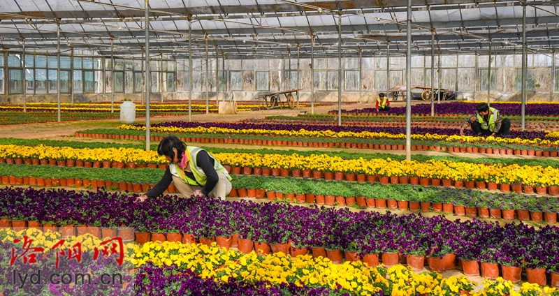 Over 500,000 Pots of Plants Ready for Peony Culture Festival_fororder_图片5