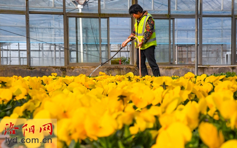 Over 500,000 Pots of Plants Ready for Peony Culture Festival_fororder_图片6