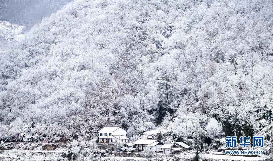 玉树琼枝秦岭紫柏山