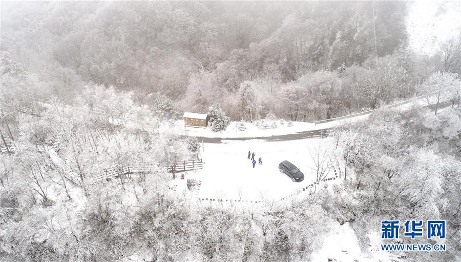 玉树琼枝秦岭紫柏山