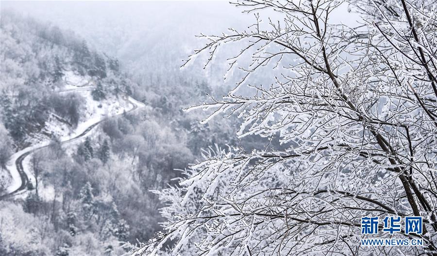 玉树琼枝秦岭紫柏山