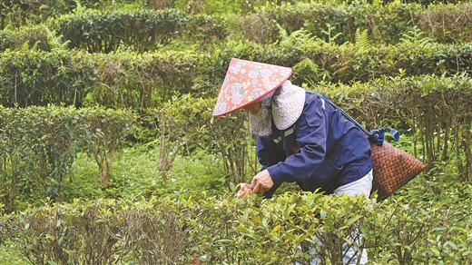 广西横州市：春茶开采茶园忙