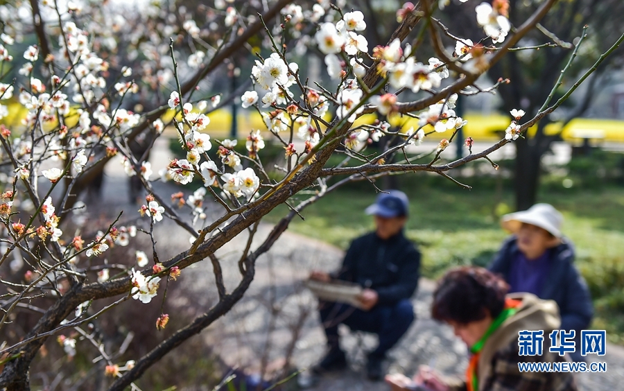 洛阳：春日游园赏花正当时