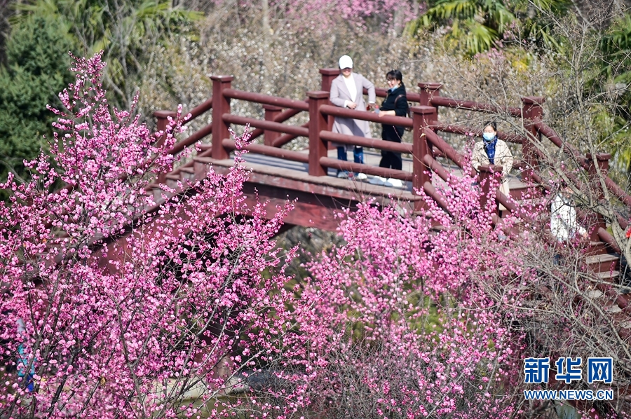 洛阳：春日游园赏花正当时