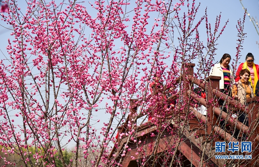 洛阳：春日游园赏花正当时