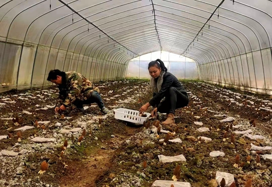 （供稿）六盘水市水城区果布戛乡羊肚菌进入采收期_fororder_微信图片_20220310135750