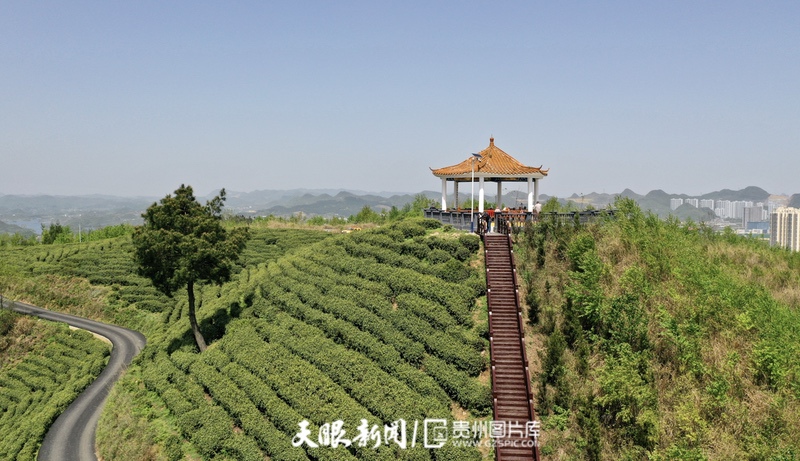 “小茶叶”走出发展“大路径” 贵阳观山湖区春茶开采