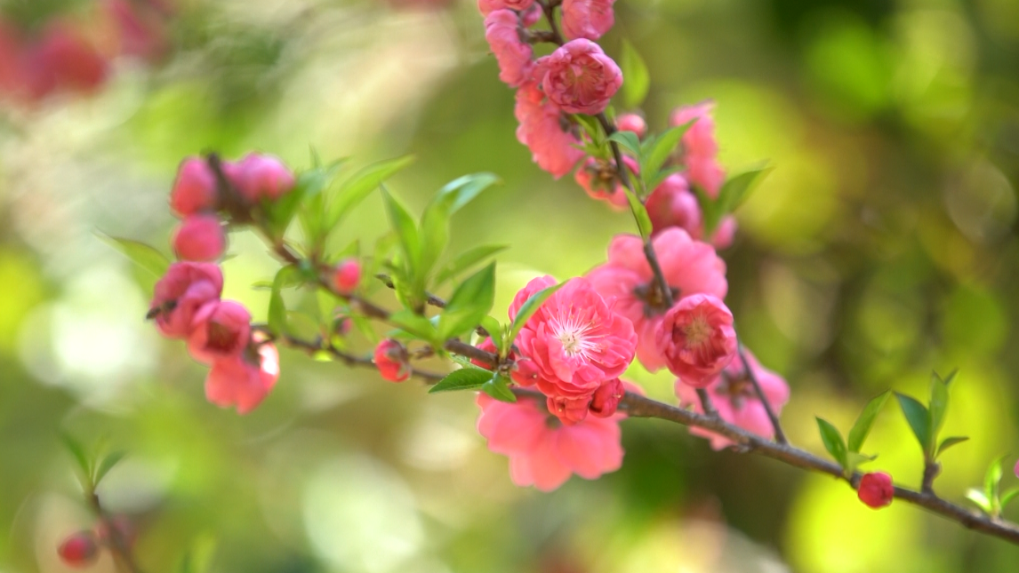 【B】【与春天撞个满怀 打卡最美春景】广西贺州：桃花灼灼 游人觅春来_fororder_图片55