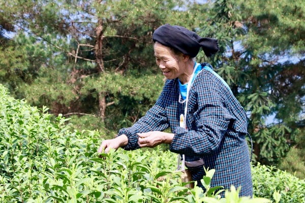 黔南独山：万亩春茶开采一周 市场交易行情火爆