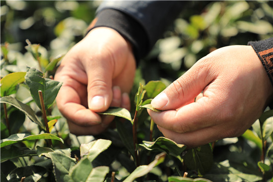 信阳市浉河区：春茶生产准备就绪_fororder_随着温度回暖，信阳毛尖春茶嫩芽将出。.JPG