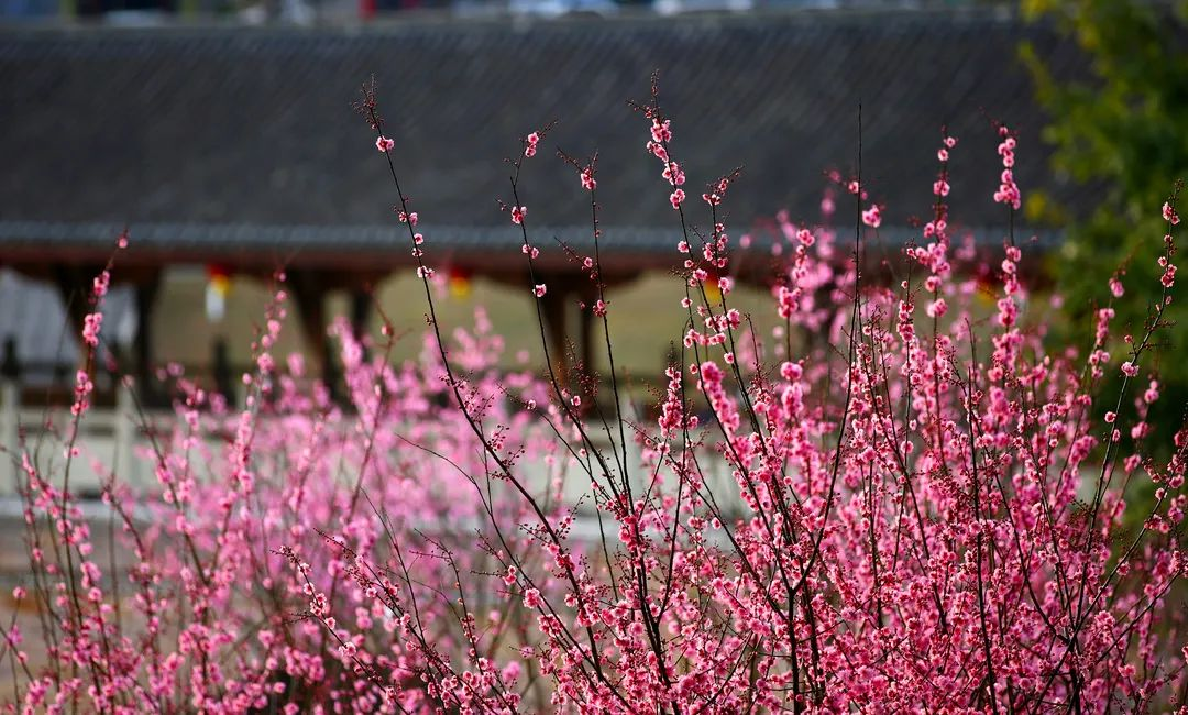 【原创】重庆荣昌：春日“云”赏花 满园春色关不住_fororder_图片11