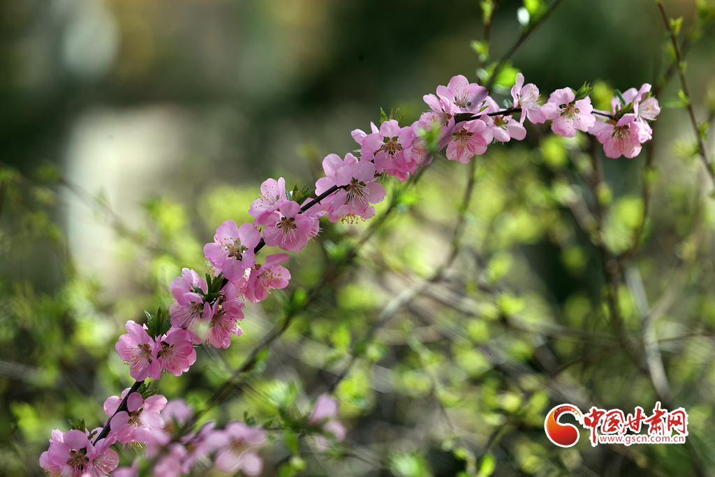 【百花绽放秀甘肃】玉兰花开时 兰山赏花海