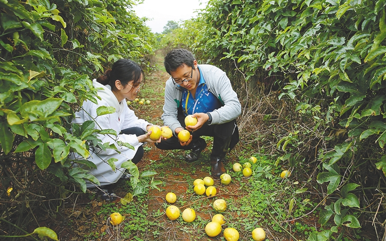 【焦点图】​【食品农业图文】【即时快讯】国外西番莲品种海南试种成功