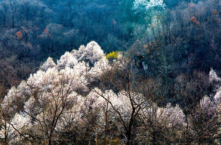 平顶山鲁山：辛夷花开游人醉