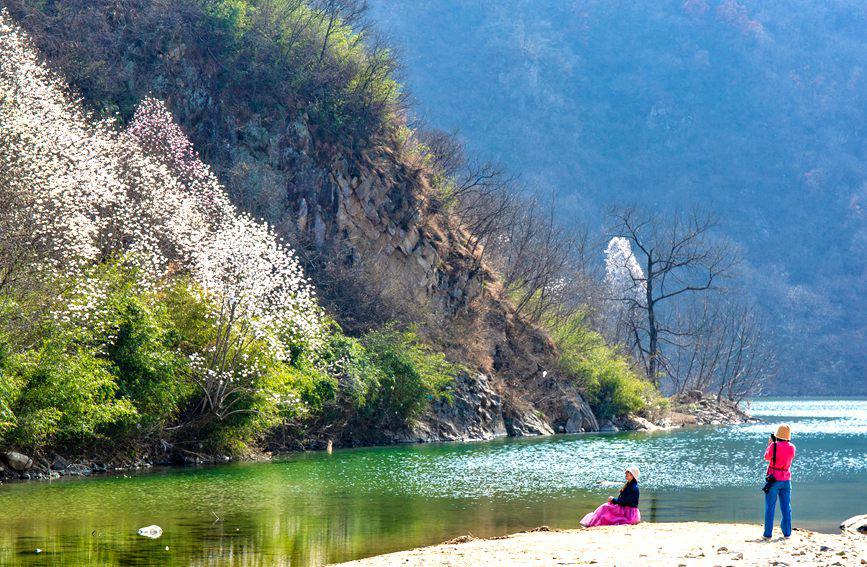 平顶山鲁山：辛夷花开游人醉