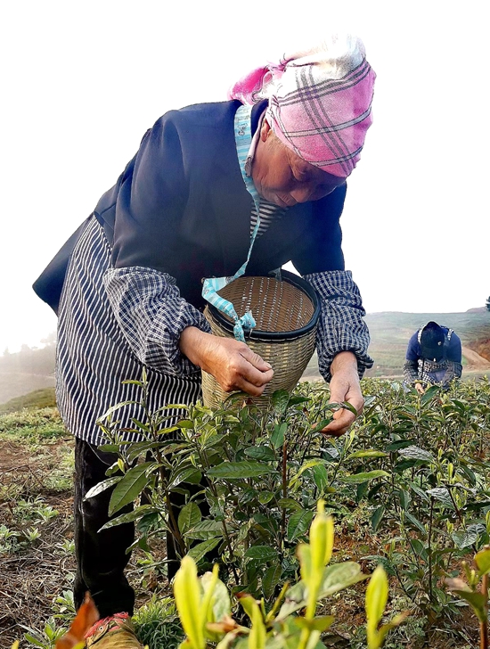 （供稿）贵州钟山： 茶山变“金”山  6千亩茶叶开采_fororder_微信图片_20220330160512