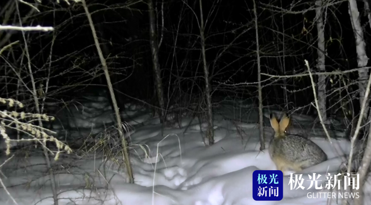 大兴安岭：萌宠来袭！雪兔光顾湿地公园