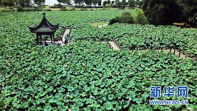 水上叶田田 骄阳风荷举