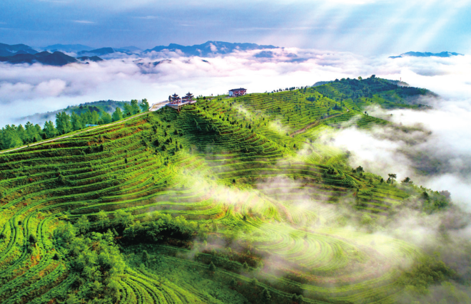 春赏贵州丨烂漫春光里 奔赴一次山间 沉醉茶园深处