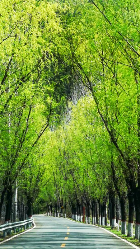 平顶山鲁山：春之所至 步步皆景