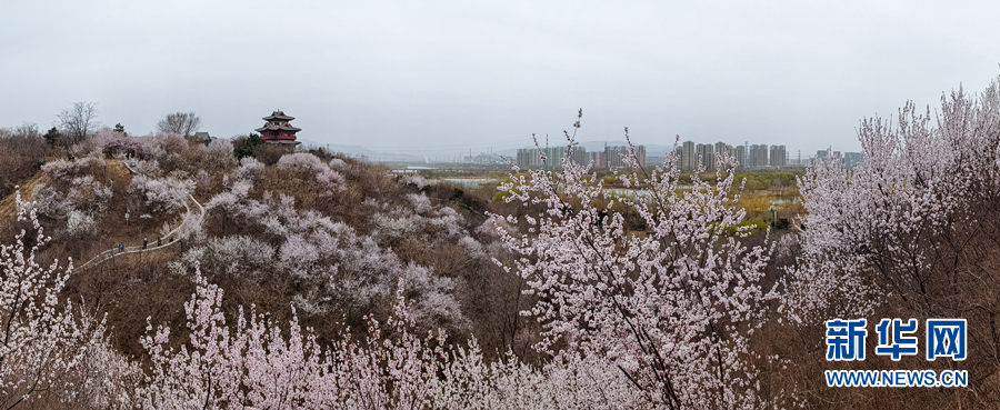 春风十里 北京这里有片“桃花海”