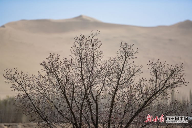 【焦点图+酒泉列表+文旅图文列表】敦煌：鸣沙山下杏花开 月牙泉边柳色新