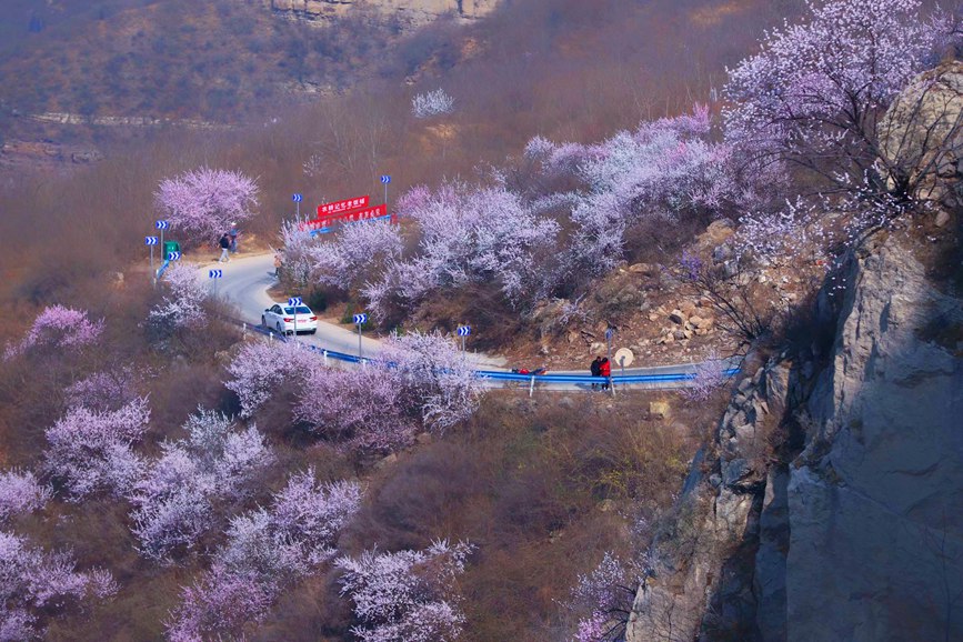 三门峡陕州：山桃花开妆点十里山谷