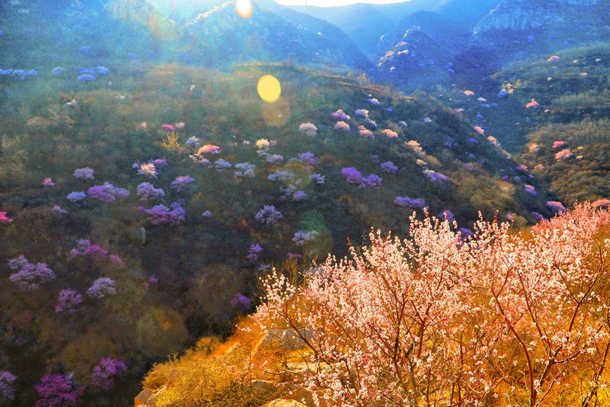 三门峡陕州：山桃花开妆点十里山谷