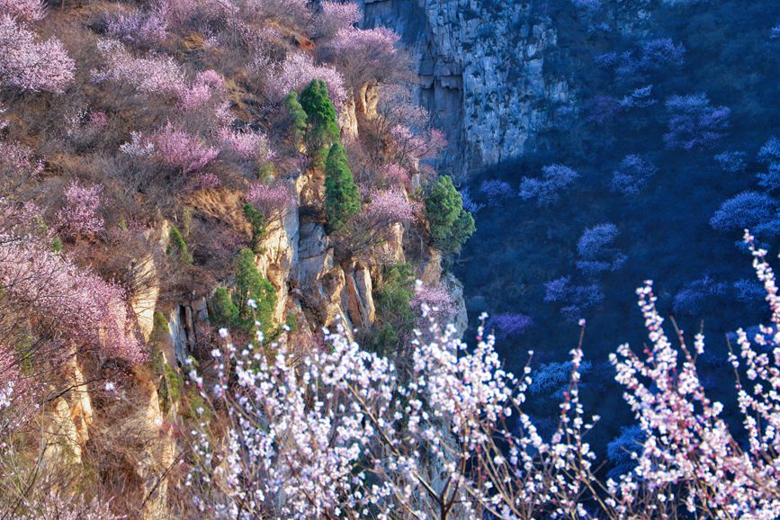 三门峡陕州：山桃花开妆点十里山谷