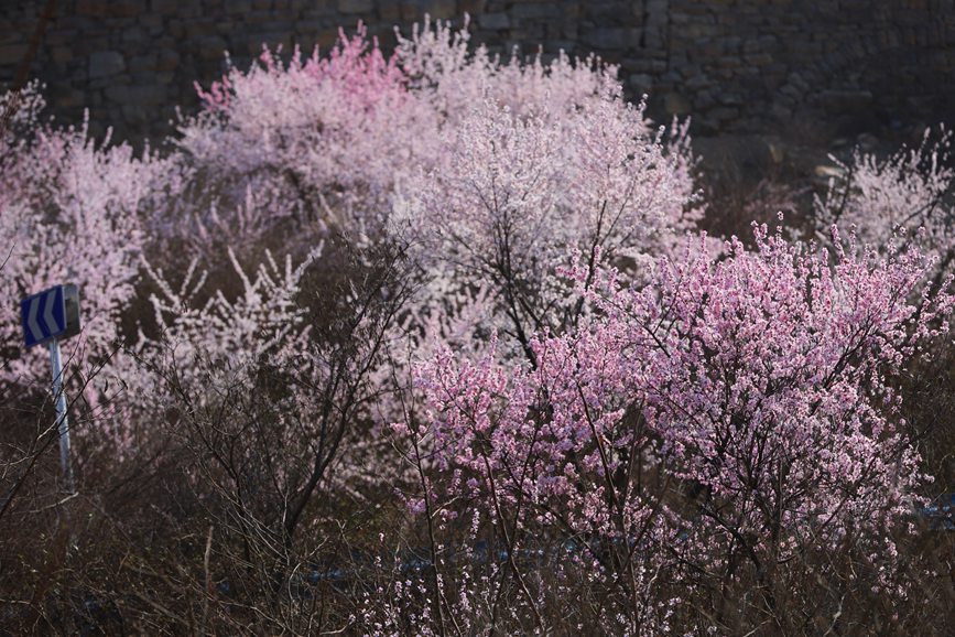 三门峡陕州：山桃花开妆点十里山谷