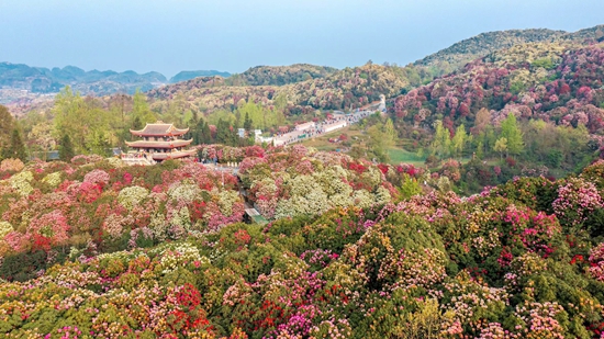 （原创）贵州毕节发出“花海毕节·浪漫杜鹃”赏花邀请_fororder_百里杜鹃