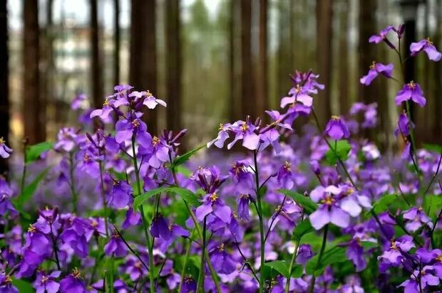 申城二月兰进入观赏期 云赏一波紫色花海