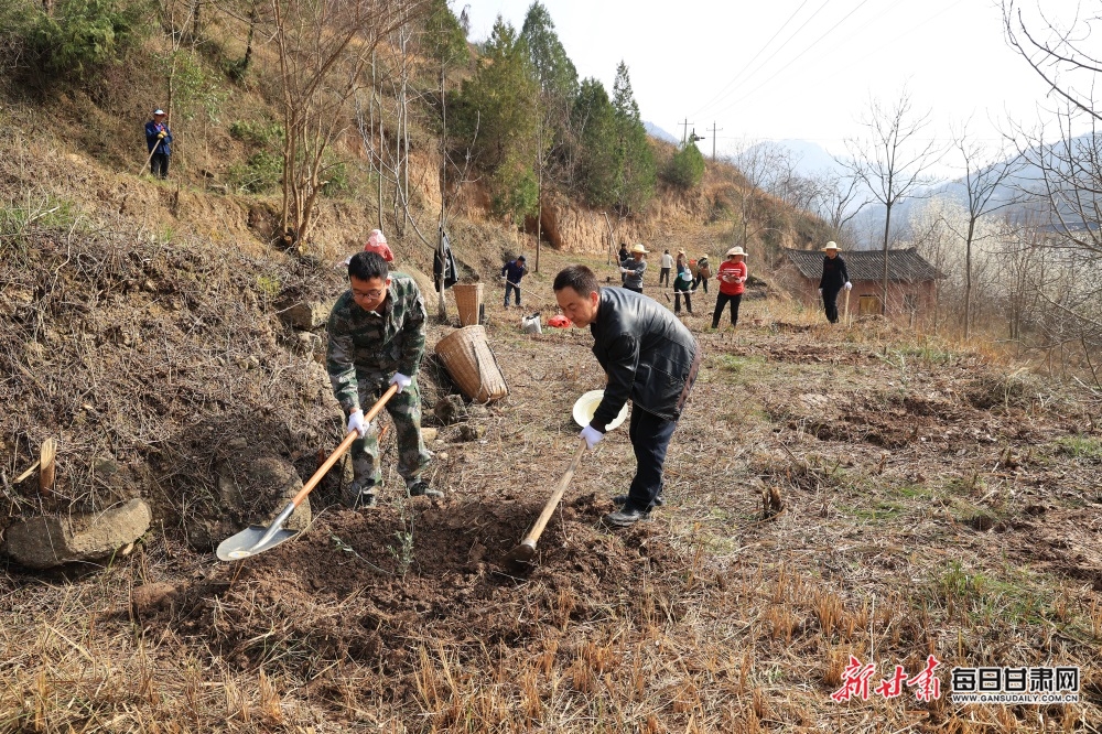 【县域标题列表+移动列表】7100株油橄榄“落户”康县周家坝