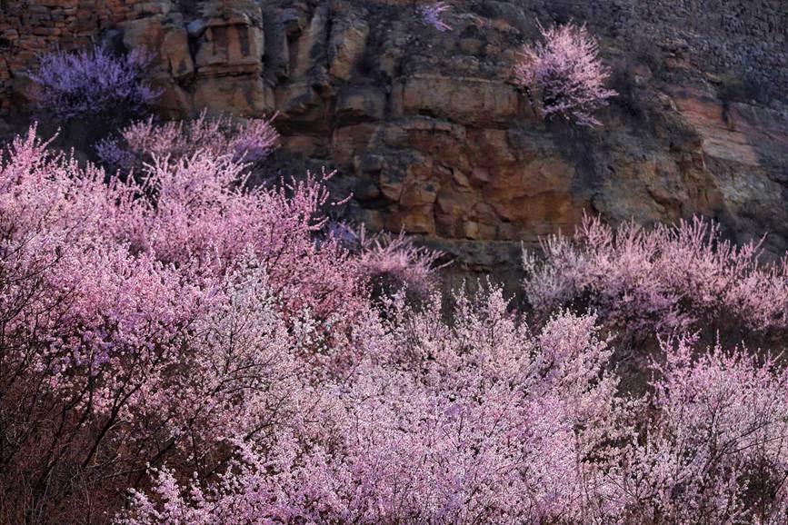 三门峡陕州：山桃花开妆点十里山谷