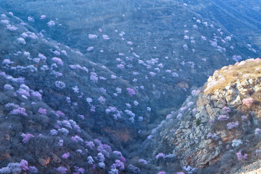 三门峡陕州：山桃花开妆点十里山谷