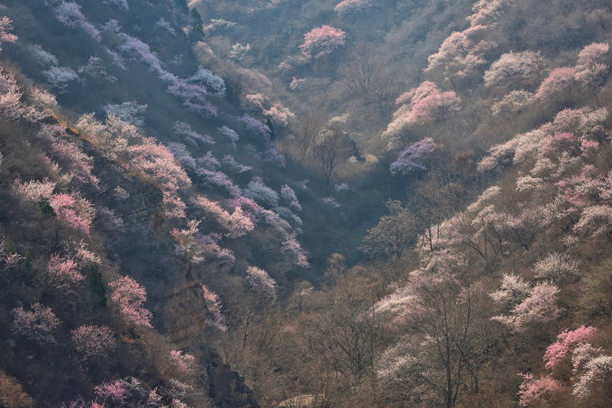 三门峡陕州：山桃花开妆点十里山谷