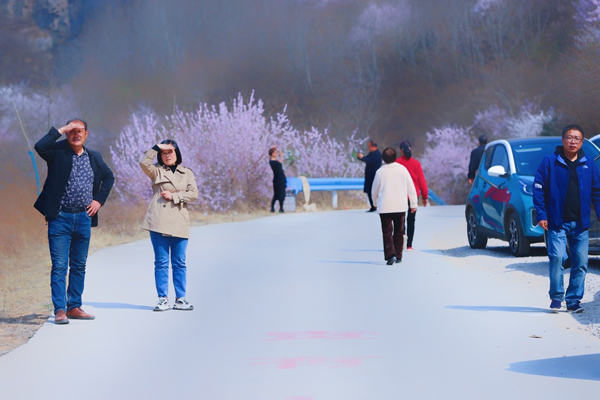 三门峡陕州：山桃花开妆点十里山谷