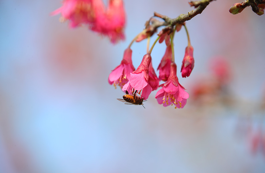 广西：赏花踏春好惬意