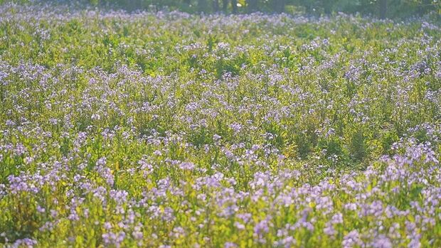 申城二月兰进入观赏期 云赏一波紫色花海