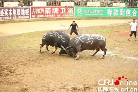 贵州荔波甲良猛牛争霸赛火热开赛   总奖金高达153万元