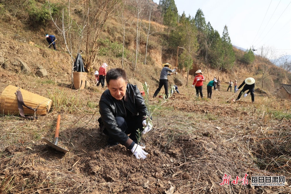 【县域标题列表+移动列表】7100株油橄榄“落户”康县周家坝