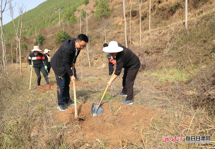 【县域标题列表+移动列表】7100株油橄榄“落户”康县周家坝