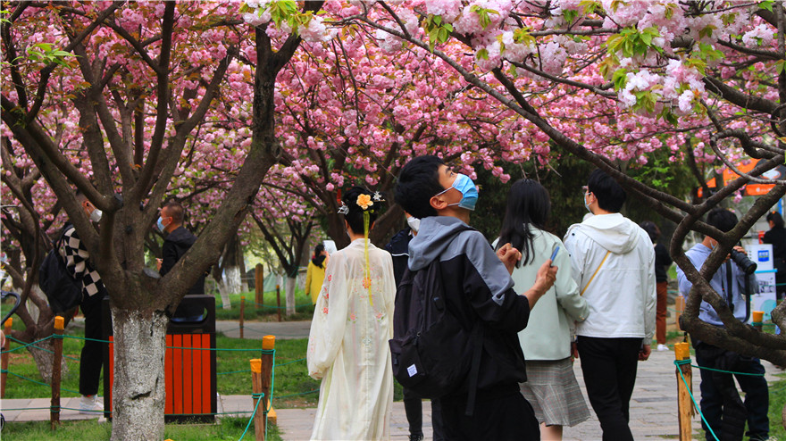 Cherry Blossoms at the Millenary Temple in Yanta District, Xi'an City_fororder_图片2